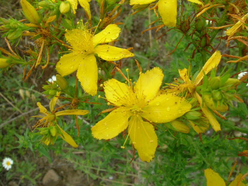 Fiori di greto 2 Hypericum perforatum